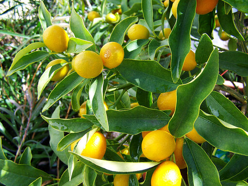 citron-yellow-fruit-lemon-preview.jpg